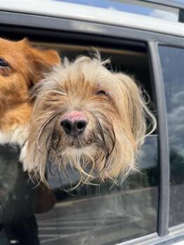 MAX -  Yorkshire Terrier Dog for Adoption in San Antonio, Texas - MAX | PetCurious