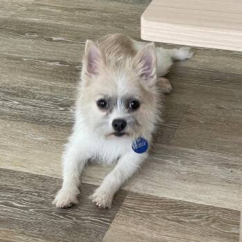 Marley -  Pomeranian and Chihuahua Dog for Adoption in Ferndale, Michigan - Marley | PetCurious