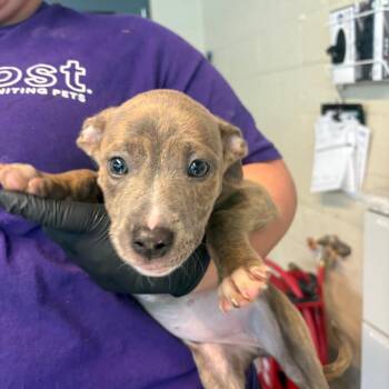 Mixed Breed Dogs Available for Adoption in Huntington, West Virginia - Taylor | PetCurious