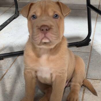 Wonton -  Shar Pei and French Bulldog Dog for Adoption in Phoenix, Arizona - Wonton | PetCurious