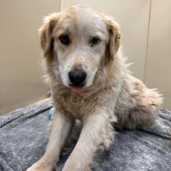 Halo -  Great Pyrenees and Mixed Breed Dog for Adoption in Flagstaff, Arizona - Halo | PetCurious