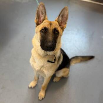 Chase -  Mixed Breed Dog for Adoption in Sarasota, Florida - Chase | PetCurious