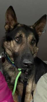 German Shepherd Dog Dogs Available for Adoption - Eldon | PetCurious
