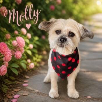 Molly -  Lhasa Apso and Brussels Griffon Dog for Adoption in Orange, California - Molly | PetCurious