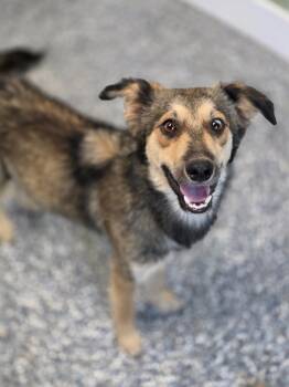 Wolfy -  Collie and Mixed Breed Dog for Adoption in Carthage, Missouri - Wolfy | PetCurious