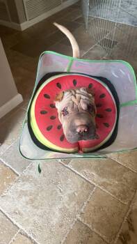 Squishy -  Shar Pei Dog for Adoption in Lake Forest, California - Squishy | PetCurious