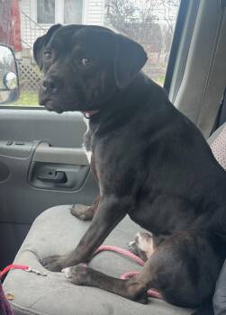 Boxer and Terrier Dogs Available for Adoption in Detroit, Michigan - Neo-Foster Needed! | PetCurious