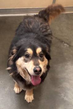 German Shepherd Dog and Husky Dogs Available for Adoption in Green River, Wyoming - Kiara | PetCurious