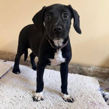 Lullaby -  Mixed Breed Dog for Adoption in Corinth, Mississippi - Lullaby | PetCurious