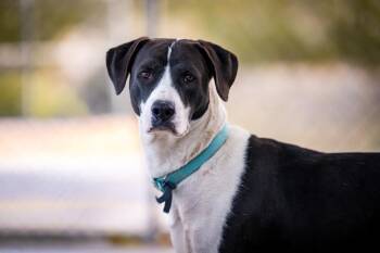 Anatolian Shepherd Dogs Available for Adoption in Twentynine Palms, California - Dotty (Tionne) | PetCurious