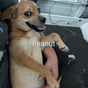 Chihuahua and Dachshund Dogs Available for Adoption - Peanut | PetCurious