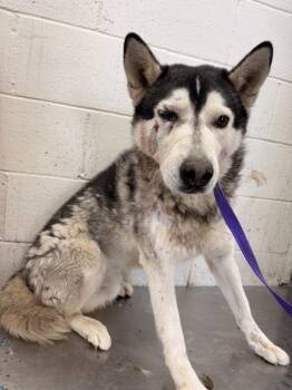 Siberian Husky Dogs Available for Adoption - PEPSI | PetCurious