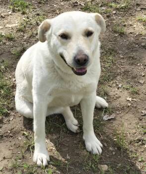 Rescue Labrador Retriever Dogs for Adoption in Sequatchie, Tennessee - Willow | PetCurious