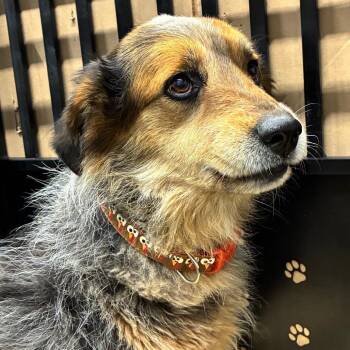 Australian Shepherd and Australian Cattle Dog Blue Heeler Dogs Available for Adoption in Abilene, Texas - Duke | PetCurious
