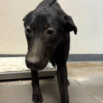 Black Labrador Retriever Dogs Available for Adoption - Zendaya | PetCurious