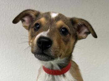 Lainey -  Australian Cattle Dog Blue Heeler and Boston Terrier Dog for Adoption in Portland, Oregon - Lainey | PetCurious
