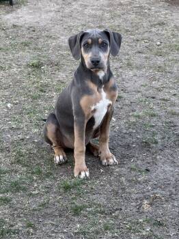 Rescue Mixed Breed Dogs for Adoption in Mandan, North Dakota - Steel | PetCurious