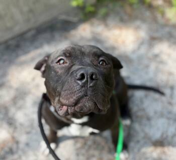 Rescue Pit Bull Terrier Dogs for Adoption in Lacey Township, New Jersey - Papa | PetCurious