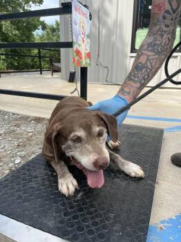 Rudy -  Labrador Retriever Dog for Adoption in Lawrenceburg, Tennessee - Rudy | PetCurious