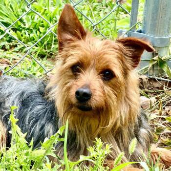 Rocket - Missouri MY26-126 -  Yorkshire Terrier Dog for Adoption in Peyton, Colorado - Rocket - Missouri MY26-126 | PetCurious