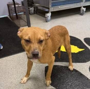Herk -  Mixed Breed Dog for Adoption in Morristown, New Jersey - Herk | PetCurious