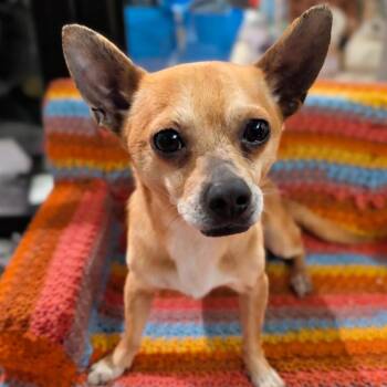 Chihuahua Dogs Available for Adoption - Javier | PetCurious