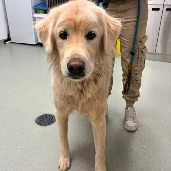 Zaleski -  Great Pyrenees Dog for Adoption in Abilene, Texas - Zaleski | PetCurious