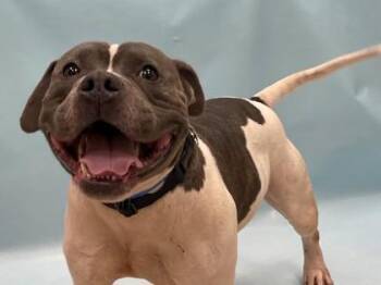 Doug -  Pit Bull Terrier and Mixed Breed Dog for Adoption in Minneapolis, Minnesota - Doug | PetCurious