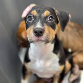Tank -  Mixed Breed Dog for Adoption in Sarasota, Florida - Tank | PetCurious