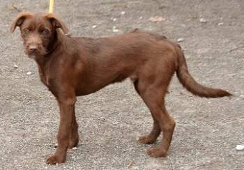 Rescue Mixed Breed Dogs for Adoption in Cincinnati, Ohio - Copper | PetCurious