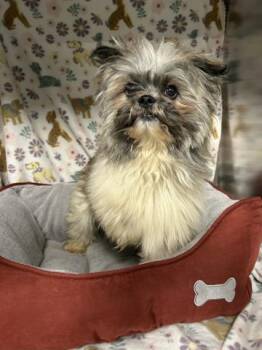 Shih Tzu and Yorkshire Terrier Dogs Available for Adoption - PETEY | PetCurious