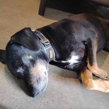 Lazlo -  Hound Dog for Adoption in Trenton, Georgia - Lazlo | PetCurious