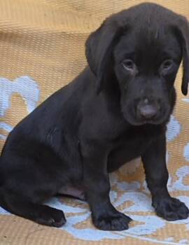 JOSH LUCAS AKC -  Chocolate Labrador Retriever Dog for Adoption in Woodsfield, Ohio - JOSH LUCAS AKC | PetCurious