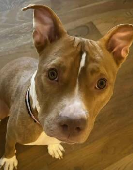 Mixed Breed Dogs Available for Adoption - Lucy | PetCurious