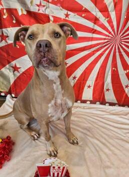 American Staffordshire Terrier and Labrador Retriever Dogs Available for Adoption in Gorham, Maine - Honey A/k/a Halsie (aka Josie) | PetCurious