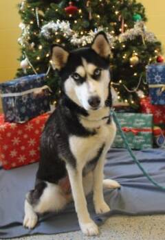 Rescue Siberian Husky and Mixed Breed Dogs for Adoption in Columbus, Indiana - Jenna | PetCurious