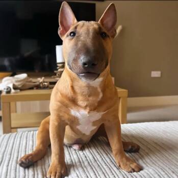 Cameron -  Bull Terrier Dog for Adoption in Newmanstown, Pennsylvania - Cameron | PetCurious