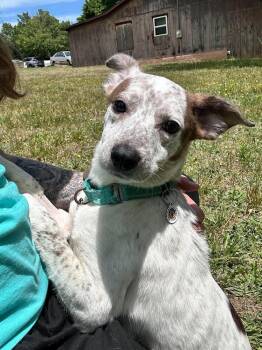 Terrier Dogs Available for Adoption in Candler, North Carolina - Hera | PetCurious