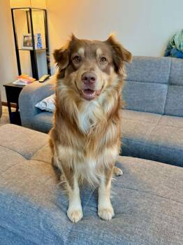 Australian Shepherd Dogs Available for Adoption - Shiloh | PetCurious