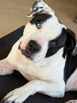 Poe -  American Bully Dog for Adoption in Comanche, Texas - Poe | PetCurious