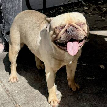 French Bulldog Dogs Available for Adoption in Oakland, California - Aubrey | PetCurious