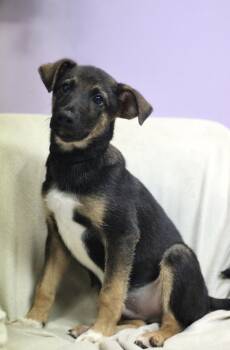 Reclaim in NH. Come Meet our Adoptable Dogs Wednesday-Saturday.  -  Shepherd Dog for Adoption in Manchester, New Hampshire - Reclaim In NH. Come Meet Our Adoptable Dogs Wednesday-Saturday.  | PetCurious