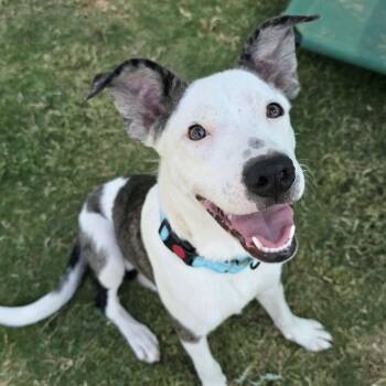 Rescue Mixed Breed Dogs for Adoption in Nashville, Tennessee - Jetson | PetCurious