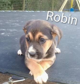 Labrador Retriever Dogs Available for Adoption - Robin | PetCurious