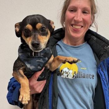 Chihuahua and Dachshund Dogs Available for Adoption in Lambertville, New Jersey - Soto | PetCurious