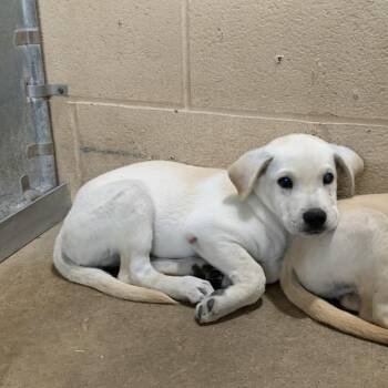 Lynn -  Labrador Retriever and Shepherd Dog for Adoption in Edinburg, Texas - Lynn | PetCurious
