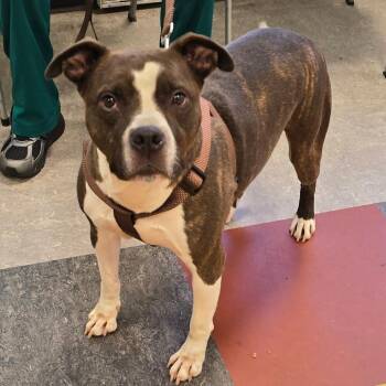 Beary Bear -  Pit Bull Terrier Dog for Adoption in Philadelphia, Pennsylvania - Beary Bear | PetCurious
