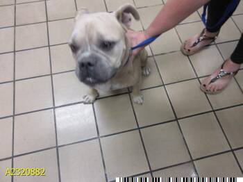 Rescue Mixed Breed Dogs for Adoption in West Palm Beach, Florida - GOMEZ | PetCurious