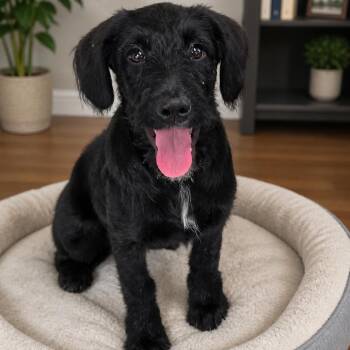 Poodle and Australian Cattle Dog Blue Heeler Dogs Available for Adoption in Cedar Park, Texas - Magpie | PetCurious