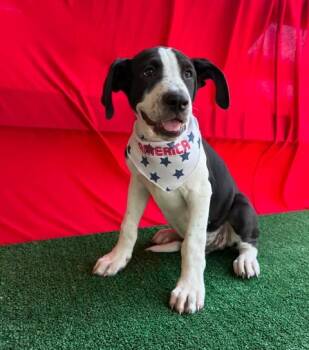 Walker -  Pointer and Hound Dog for Adoption in VERNON ROCKVL, Connecticut - Walker | PetCurious